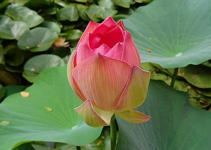 pink lotus in bloom closeup photography thumbnail