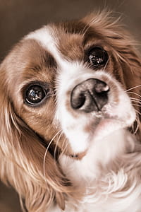 close up photography of cavalier King Charles spaniel thumbnail