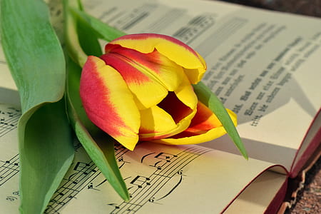 yellow and red flower on open book thumbnail