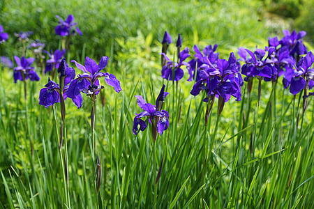 purple flowers thumbnail