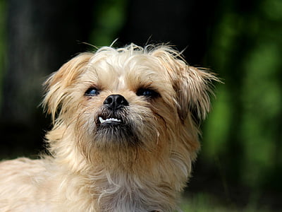selective focus photography of long-coated tan dog thumbnail