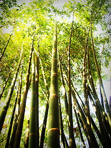 landscape, sky, plant, leaves thumbnail