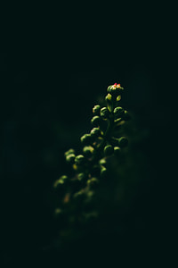 macro photography of green plant thumbnail