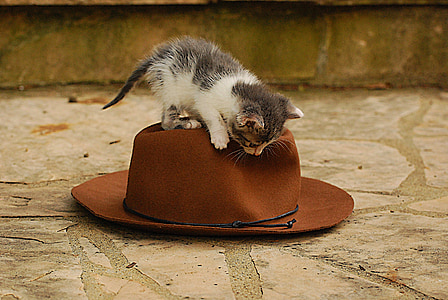 white and gray kitten on brown hat thumbnail
