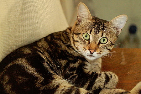 short-fur gray and black cat on brown wooden surface thumbnail