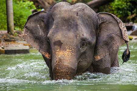 black elephant in body of water during daytime thumbnail
