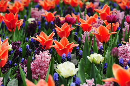 close-up photo of flower bed thumbnail