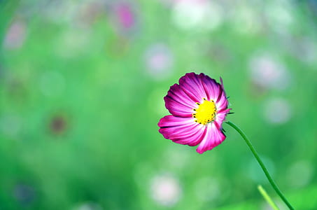 pink petaled flower in soft-focus photography thumbnail