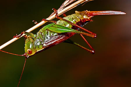Red and Green Grasshopper thumbnail