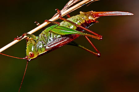 selective focus photo of red and green grasshopper perching on stem of plant thumbnail