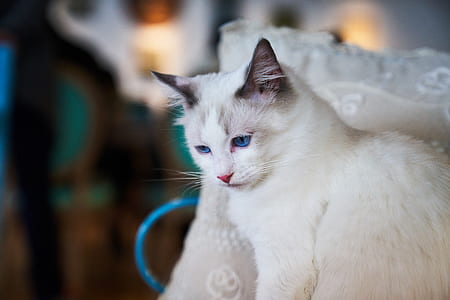 photo of white cat beside throw pillow thumbnail