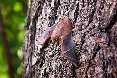 brown bat on brown tree thumbnail