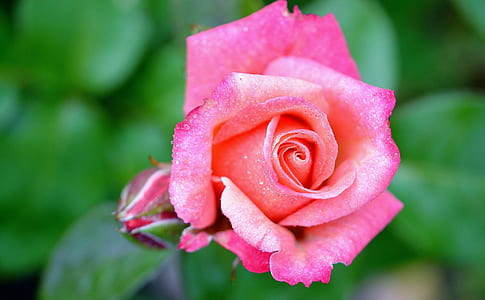 close-up photo of pink rose thumbnail