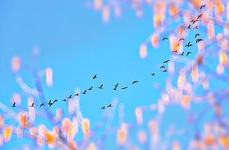 worm's eye view photography of flying birds under blue sky during daytime thumbnail