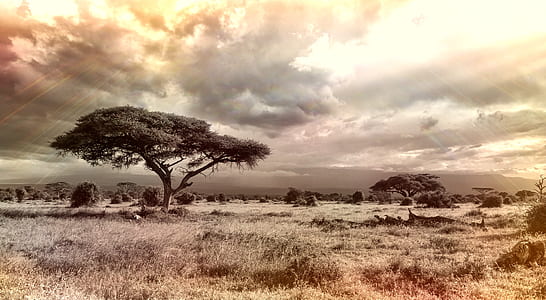 landscape photo of a tree thumbnail