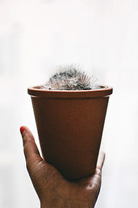 White Plant and Brown Pot thumbnail