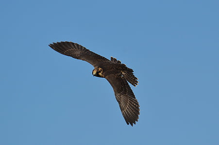low angle photography of falcon flying under blue sky thumbnail