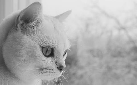 grayscale cat on window thumbnail