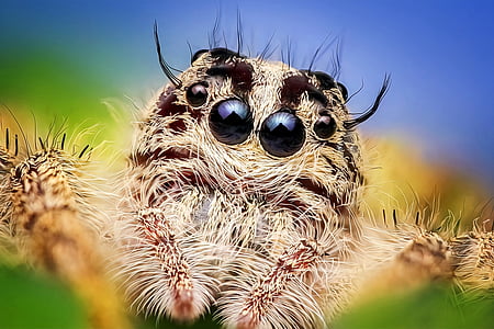 macro shot photography brown jumping spider thumbnail
