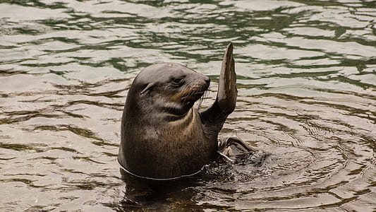 sea lion thumbnail