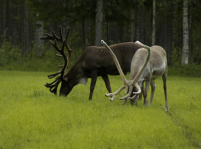 two brown and beige bucks thumbnail