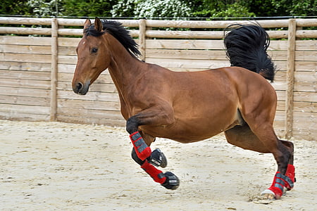 brown horse running at daytime thumbnail
