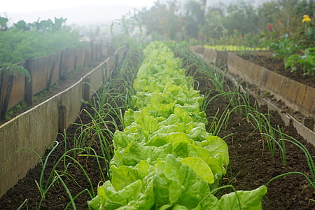 green vegetables thumbnail