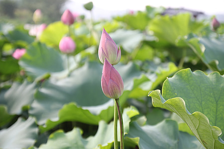 pink lotus bud flowers thumbnail