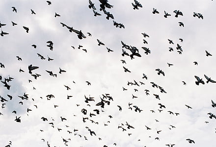 flock of birds in sky thumbnail