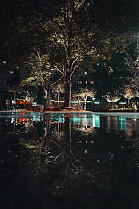 Photo of Green Leafed Trees Near Body of Water during Night thumbnail