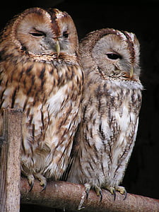 two brown owls thumbnail