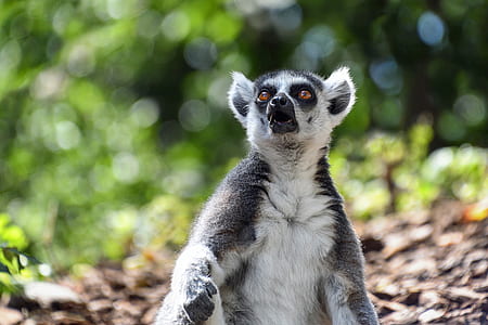 focus photography of white and gray leemur thumbnail