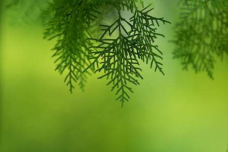 green leafed tree thumbnail