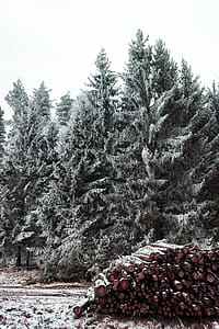 Snow Covered Pine Trees thumbnail