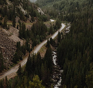 asphalt road between pine trees thumbnail
