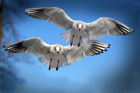 two Franklin's gulls thumbnail