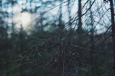 Bare Tree during Golden Hour thumbnail