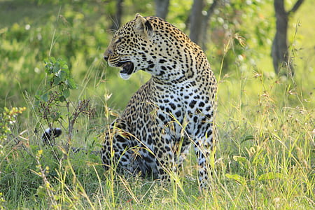 leopard in grass field during daytime thumbnail