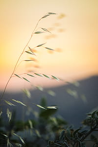 focus photo of plant thumbnail