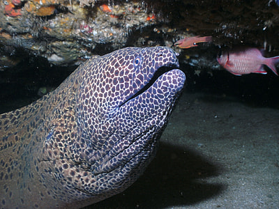 Moray Eel, Honeycomb Moray thumbnail