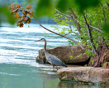 great blue heron standing on calm body of water thumbnail