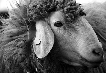 gray scale photo of sheep thumbnail