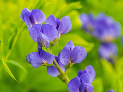 purple petaled flower thumbnail