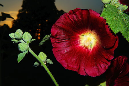bloomed red petaled flower thumbnail