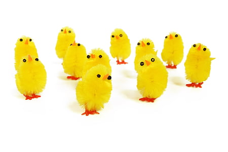eleven yellow chicks in white background thumbnail