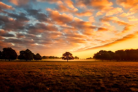 silhouette trees during sunset thumbnail