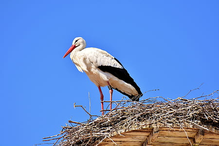 white and black stork bird standing on nest thumbnail