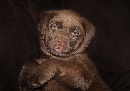closeup photography of chocolate Labrador Retriever puppy thumbnail