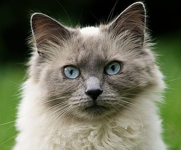long-furred white cat thumbnail