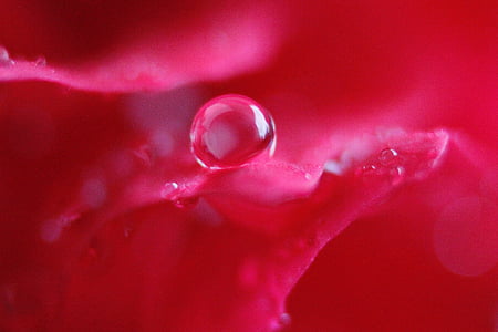 dewdrop on pink flower thumbnail